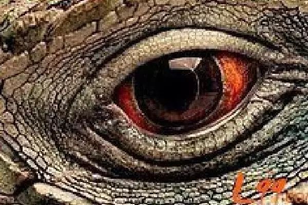 4隻眼睛，哪只是鱷魚的？測你在哪方面最惹人羨慕！  