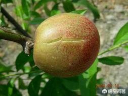 導致裂果的原因有哪些？ 如何補鈣可在一定程度上減少裂果？