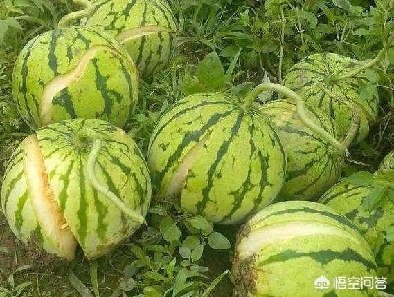 導致裂果的原因有哪些？ 如何補鈣可在一定程度上減少裂果？