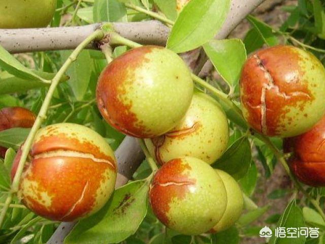 導致裂果的原因有哪些？ 如何補鈣可在一定程度上減少裂果？