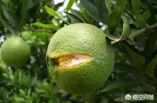導致裂果的原因有哪些？ 如何補鈣可在一定程度上減少裂果？