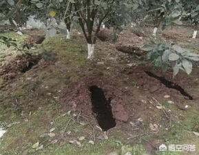 導致裂果的原因有哪些？ 如何補鈣可在一定程度上減少裂果？