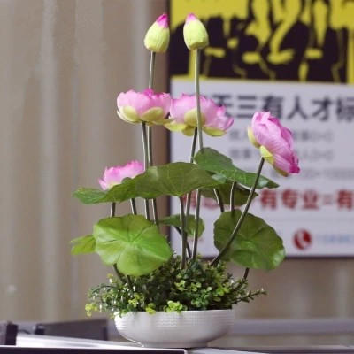 夏天蚊子多！家裡種上這7種能驅蚊的小綠植，再也不怕有蚊子了！！！ 