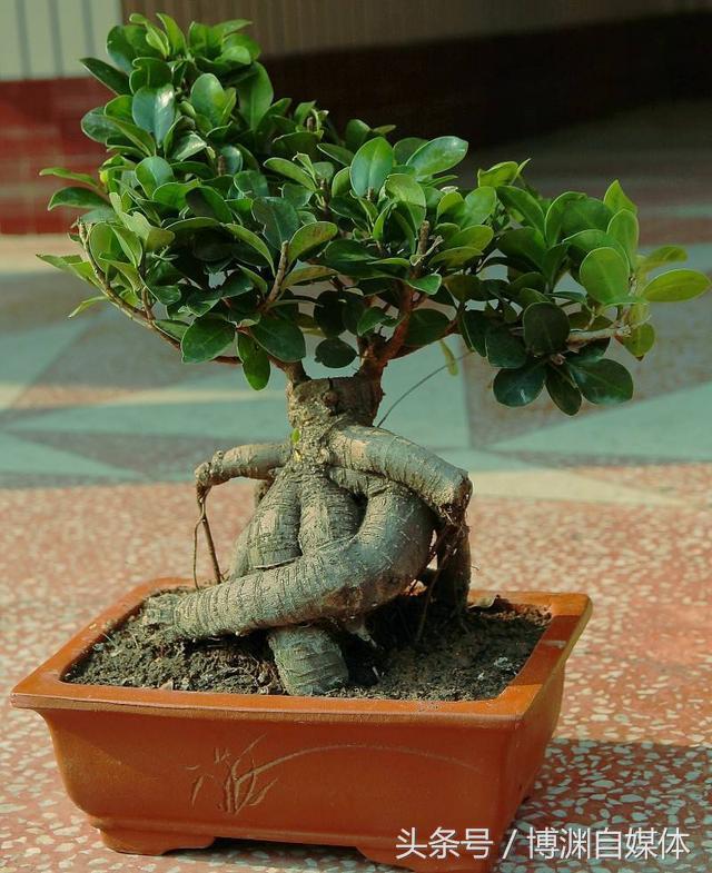 盆景知識篇：盆景枝條增粗的技巧！