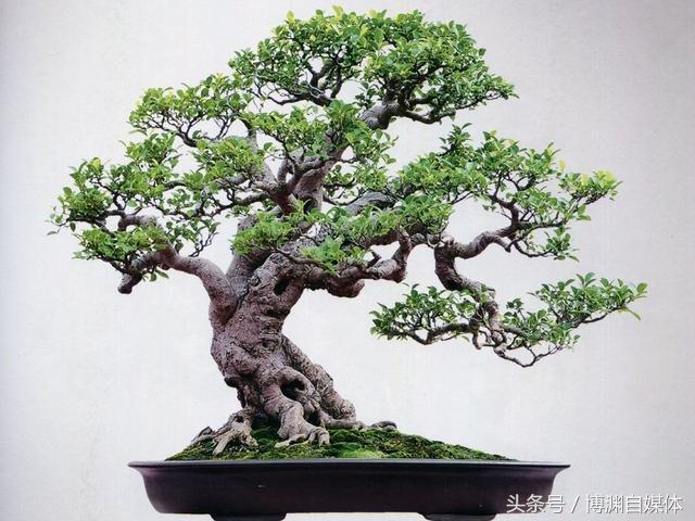 盆景知識篇：盆景枝條增粗的技巧！