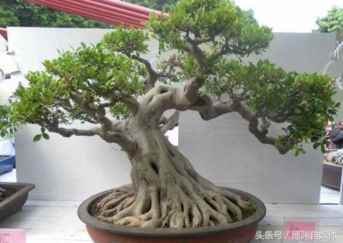 盆景知識篇：盆景枝條增粗的技巧！