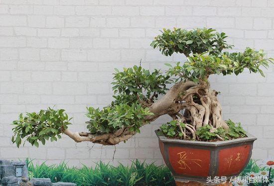 盆景知識篇：盆景枝條增粗的技巧！