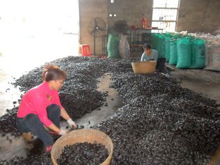 它是臺灣人很喜歡吃的食物，28歲小夥一天吃三包，妻子對他放棄治療，它的毒性世界公認，你卻還在吃