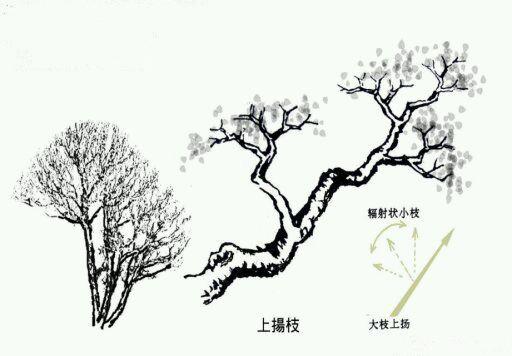 圖譜收藏——盆景造型中常見的9種枝法