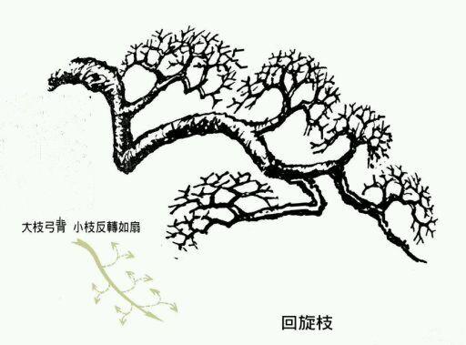 圖譜收藏——盆景造型中常見的9種枝法