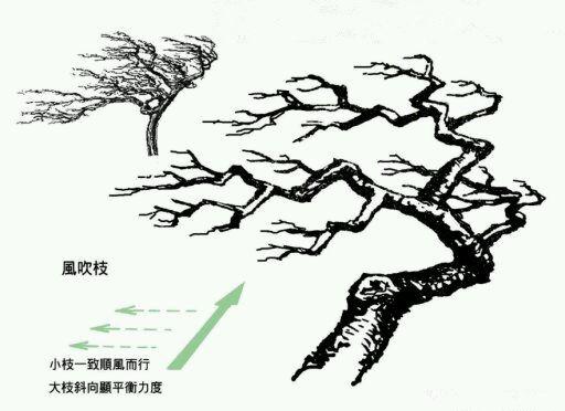 圖譜收藏——盆景造型中常見的9種枝法