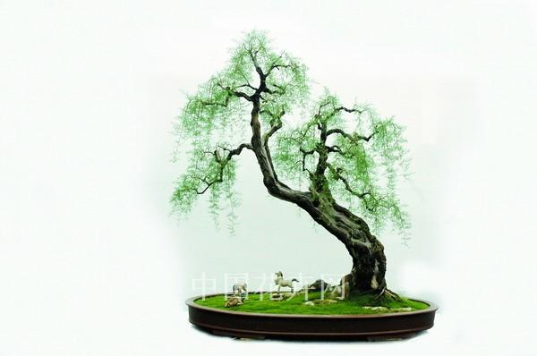 圖譜收藏——盆景造型中常見的9種枝法