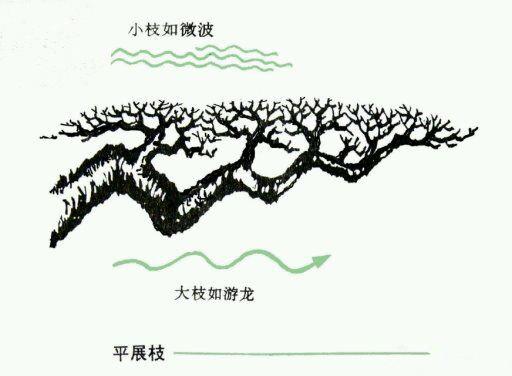 圖譜收藏——盆景造型中常見的9種枝法