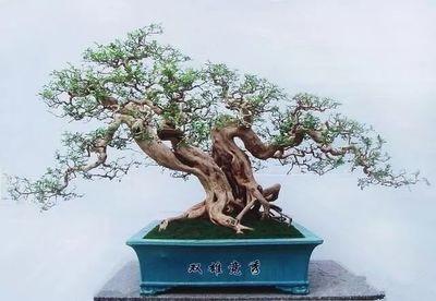 圖譜收藏——盆景造型中常見的9種枝法