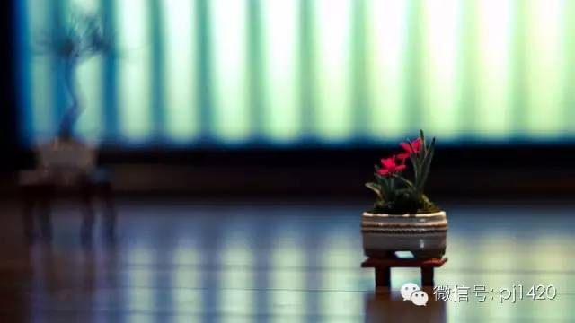 沒有園子，微型盆景養護一樣有招