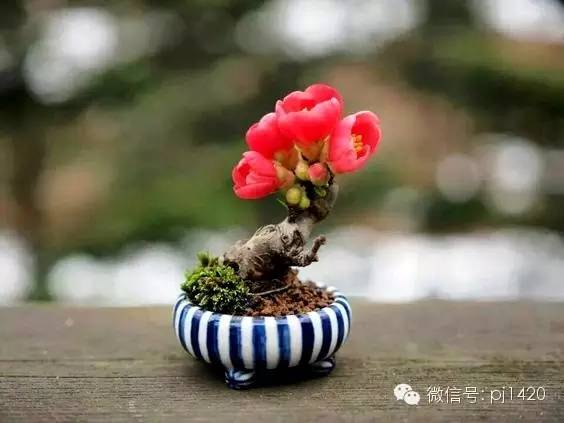 沒有園子，微型盆景養護一樣有招