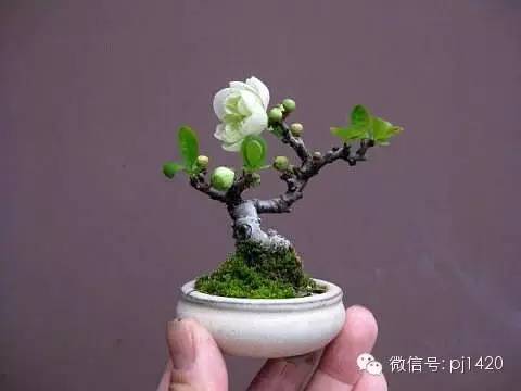 沒有園子，微型盆景養護一樣有招