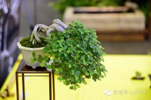 沒有園子，微型盆景養護一樣有招