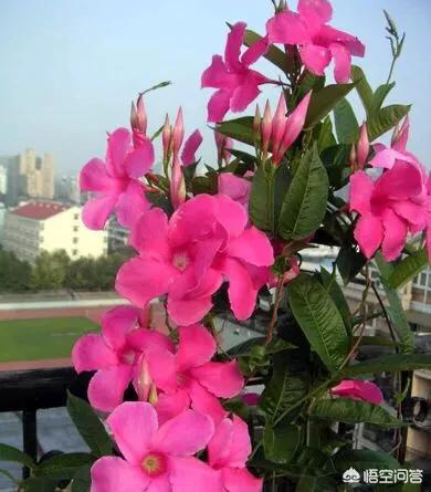 飄香藤總是掉花苞怎麼辦？