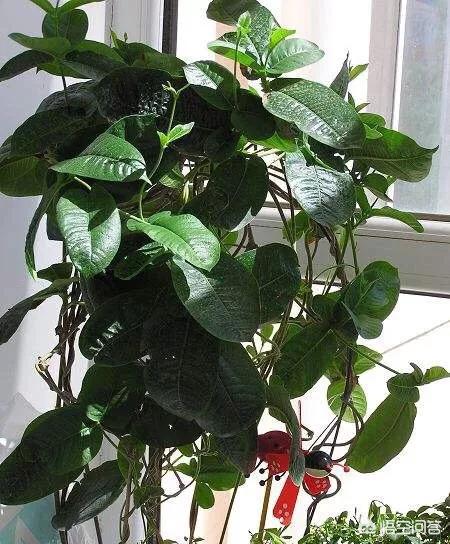 飄香藤總是掉花苞怎麼辦？