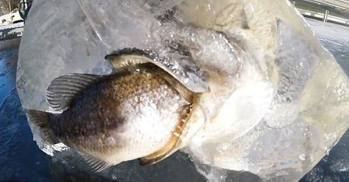 他們用電鋸鋸開結冰的湖面，竟然看見｢狗魚咬著鱸魚死亡｣的超罕見的冰封畫面！難得一見阿！ 