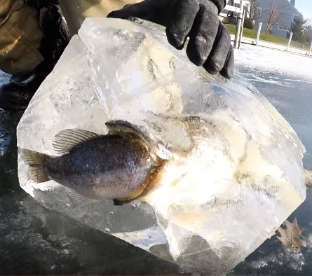 他們用電鋸鋸開結冰的湖面，竟然看見｢狗魚咬著鱸魚死亡｣的超罕見的冰封畫面！難得一見阿！ 