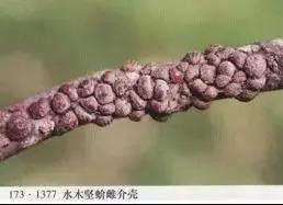 葡萄皮上有這東西千萬別買，買了也別吃！ 