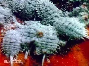 葡萄皮上有這東西千萬別買，買了也別吃！ 