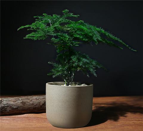 這6種花千萬不能曬，曬1盆死1盆！