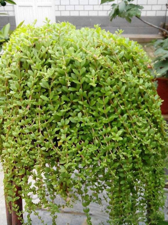 這一種看似「不怎麼起眼」的小盆栽竟然能治「肝炎、肝硬化及肝癌」！趕快在家裡種一盆吧！ 