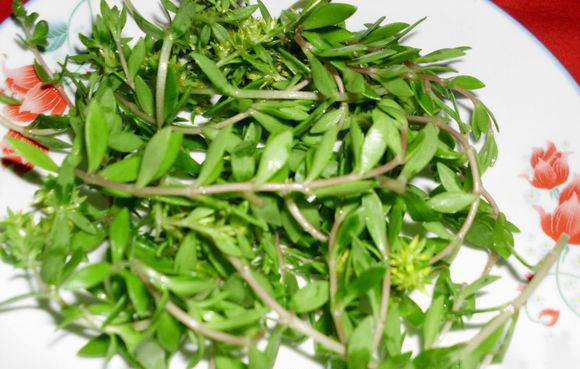 這一種看似「不怎麼起眼」的小盆栽竟然能治「肝炎、肝硬化及肝癌」！趕快在家裡種一盆吧！ 