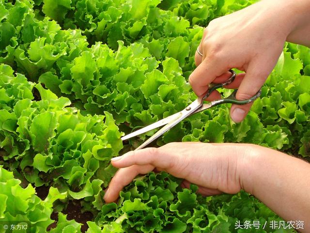這種蔬菜，人見人愛，都說好吃，卻有人不知道它是