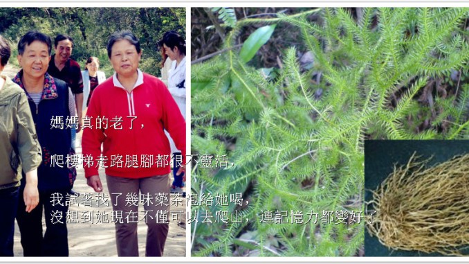 媽媽真的老了，爬樓梯走路腿腳都很不靈活，我試著找了幾味藥茶泡給她喝，沒想到她現在不僅可以去爬山，連記憶力都變好了