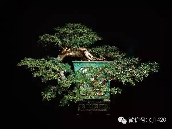 優秀盆景作品應具備這幾個條件 