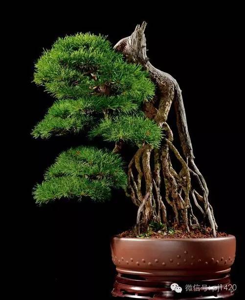 優秀盆景作品應具備這幾個條件 