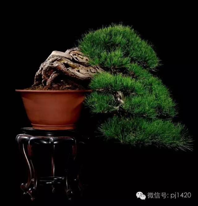 優秀盆景作品應具備這幾個條件 