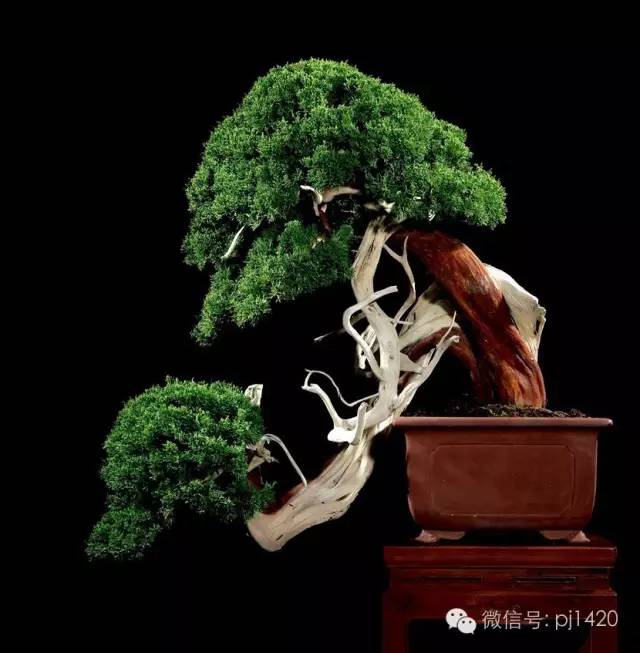 優秀盆景作品應具備這幾個條件 