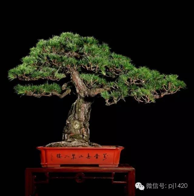 優秀盆景作品應具備這幾個條件 