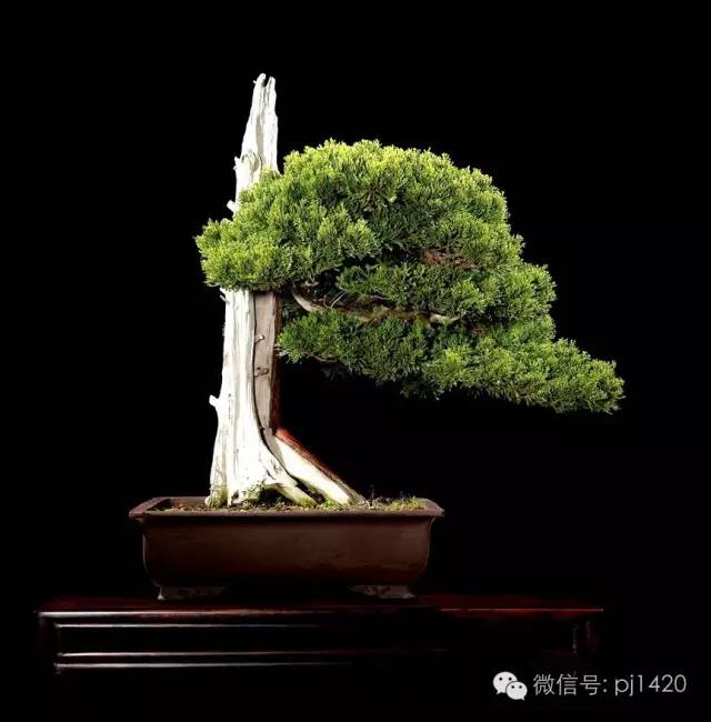 優秀盆景作品應具備這幾個條件 