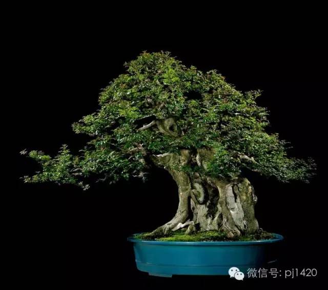 優秀盆景作品應具備這幾個條件 