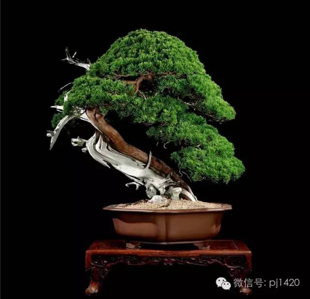 優秀盆景作品應具備這幾個條件 