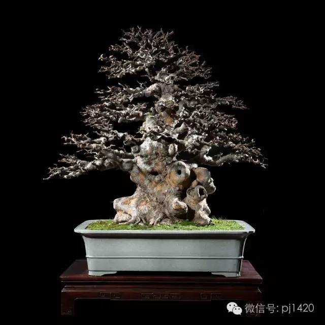 優秀盆景作品應具備這幾個條件 