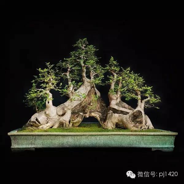 優秀盆景作品應具備這幾個條件 