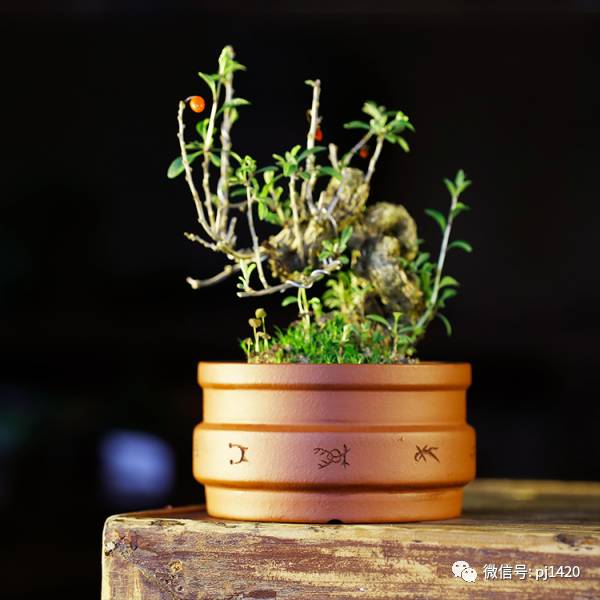 優秀盆景作品應具備這幾個條件 