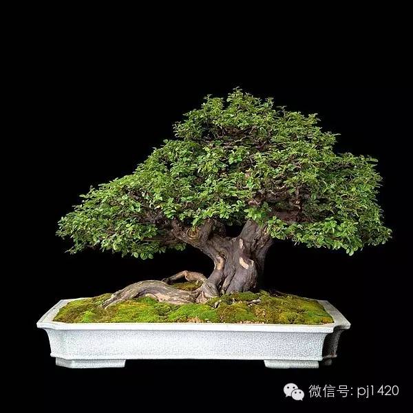 優秀盆景作品應具備這幾個條件 