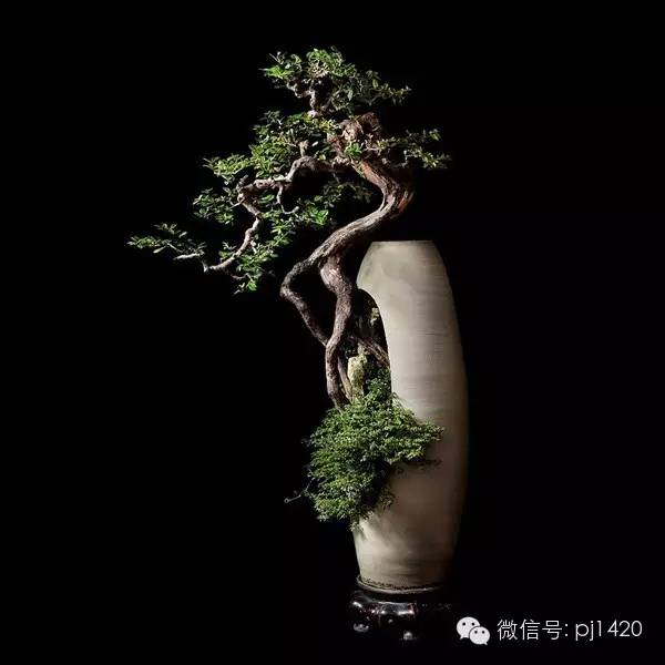 優秀盆景作品應具備這幾個條件 