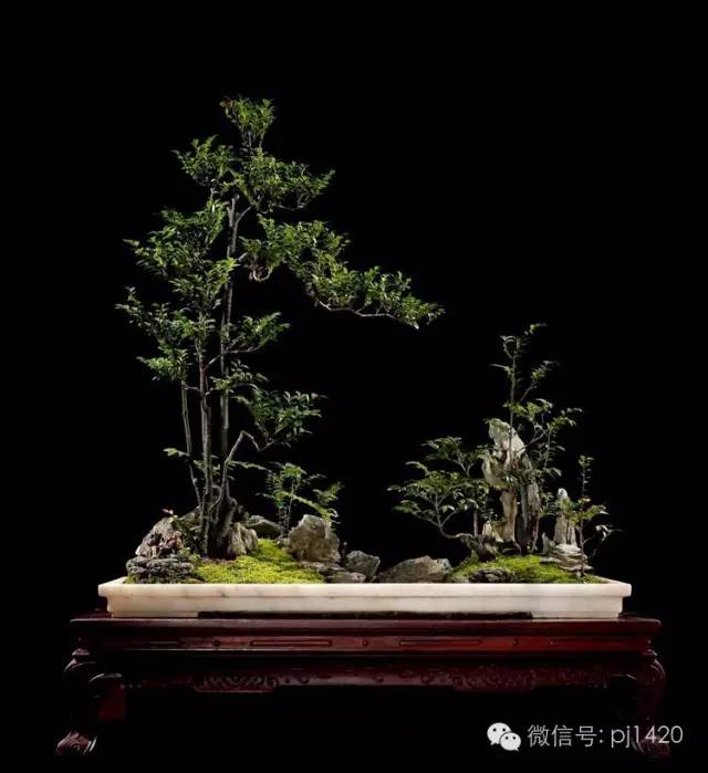 優秀盆景作品應具備這幾個條件 