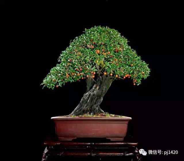 優秀盆景作品應具備這幾個條件 