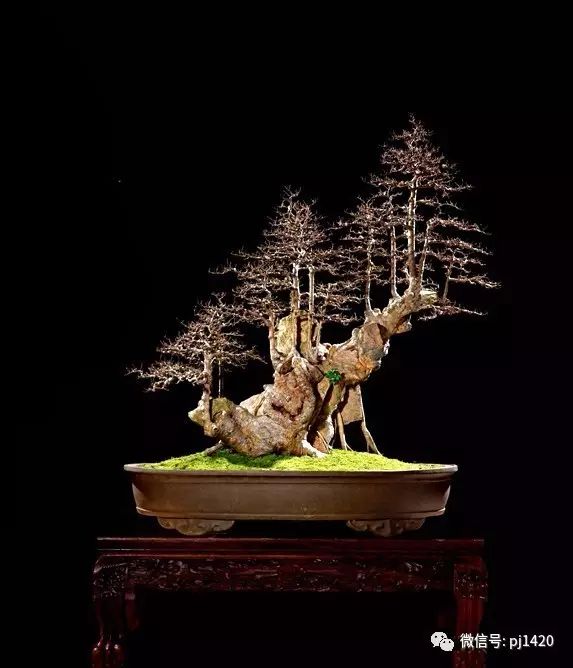 優秀盆景作品應具備這幾個條件 