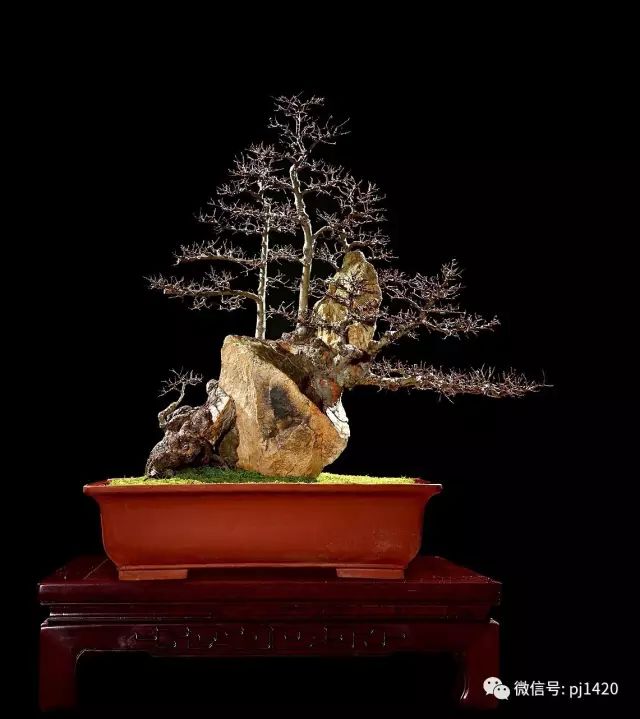優秀盆景作品應具備這幾個條件 